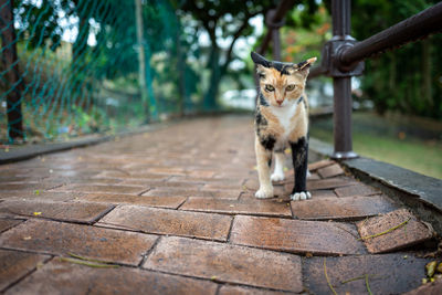 Portrait of cat sitting on footpath