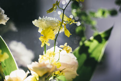 Close-up of white flowering plant
