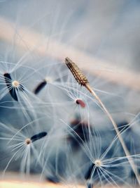 Close-up of dandelion flower