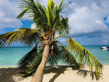 Leaning palm tree at idyllic beach at saona island , dominican republic