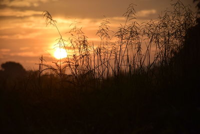 Silhouette plants on field against sky during sunset