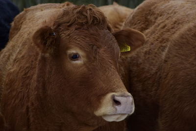 Close-up of cow