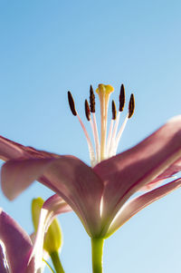 Low angle view of pink lily against clear blue sky on sunny day