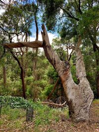 Trees on field in forest