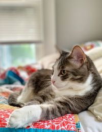 Cat resting on bed at home