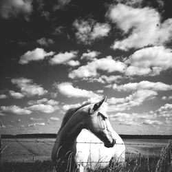 View of an animal against clear sky