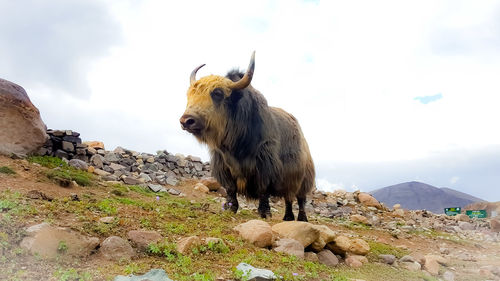 Yak on field against sky