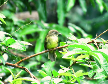 Close-up of bird perching on plant