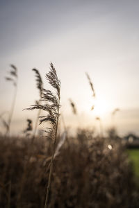 Close-up of wheat growing on field against sky during sunset