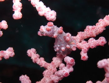 Close-up of pygmy seahorse, hippocampus bargibanti well camouflaged at coral. raja ampat, indonesia 