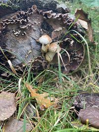 High angle view of mushrooms growing on field