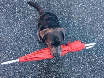 High angle view of dog carrying red umbrella in mouth on street