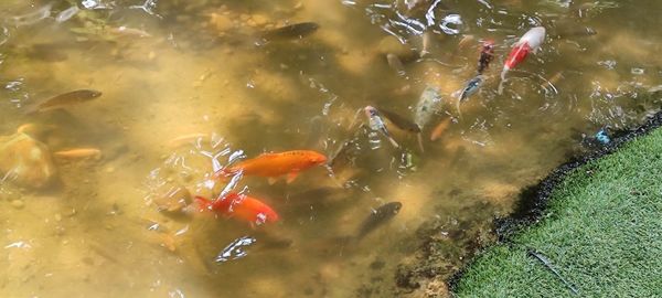 High angle view of koi carps swimming in lake