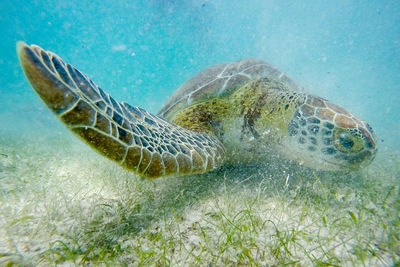 Close-up of sea turtle on oceanbed