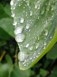 Close-up of raindrops on leaf