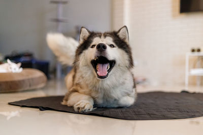 A cute siberian husky dog smiling with happiness