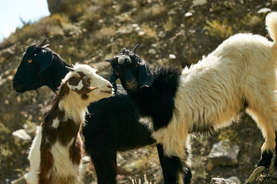 Goats karakoram