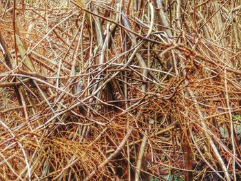 Full frame shot of grass in field