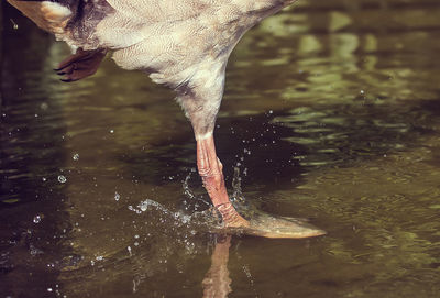Low section of egyptian goose in lake