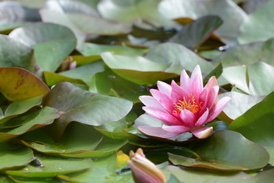 Close-up of pink flowers blooming outdoors