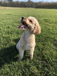 Dog lying on grass