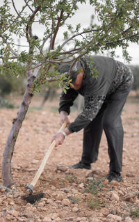 Old farmer is using his hoe to turn the dirt of an almond tree person