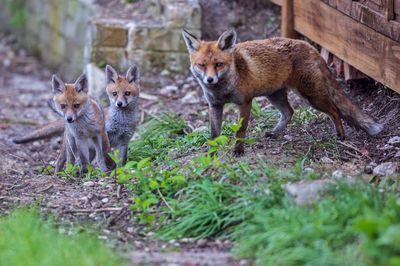 Portrait of two cats