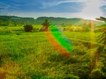 Scenic view of agricultural field against sky