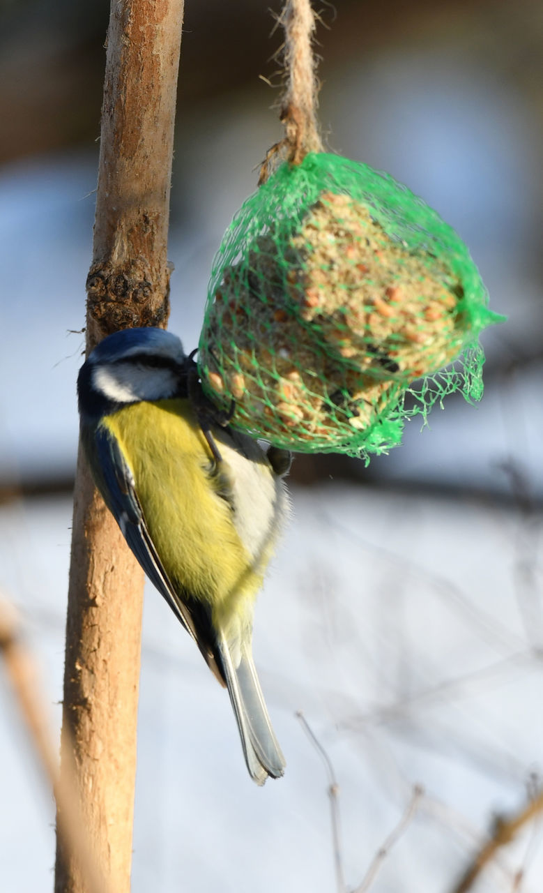 CLOSE-UP OF BIRD PERCHING ON A WOODEN POST