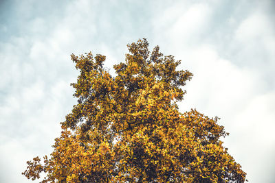 Low angle view of tree against sky