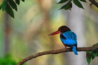 Close-up of bird perching on branch