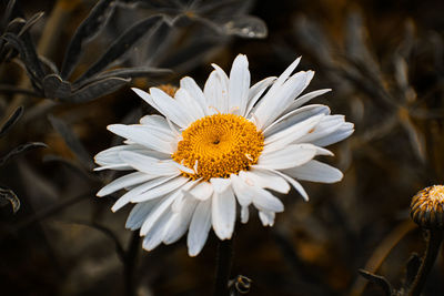 Close-up of white daisy