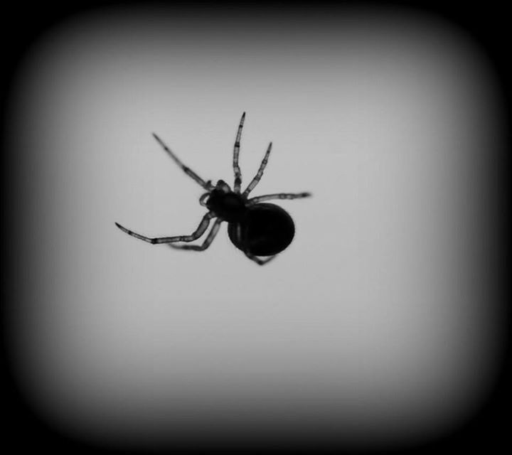 insect, one animal, animal themes, indoors, wildlife, animals in the wild, spider, close-up, copy space, studio shot, wall - building feature, vignette, no people, full length, auto post production filter, transfer print, fly, day, black color