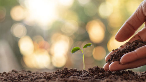 Close-up of hands holding plants