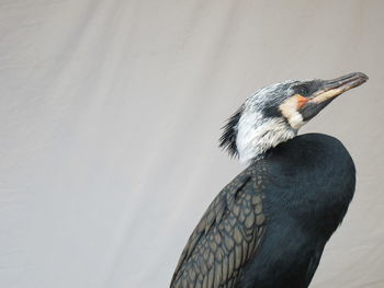 Low angle view of cormorant