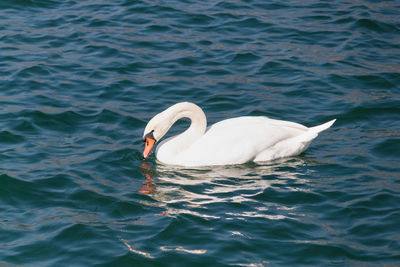 Swan swimming in lake