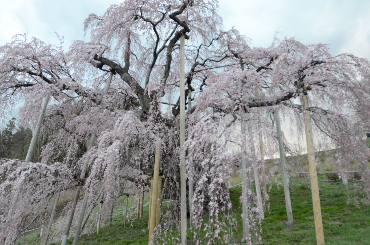 LOW ANGLE VIEW OF CHERRY BLOSSOM TREES AGAINST SKY