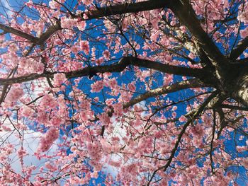 Low angle view of cherry blossom tree