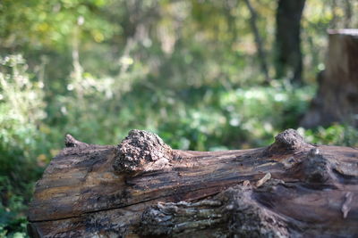 Close-up of log on tree trunk in forest
