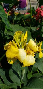 Close-up of yellow flowering plant