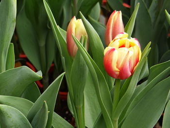 Close-up of red tulip