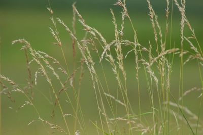 Close-up of crops growing on field