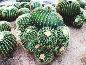 Close-up of cactus