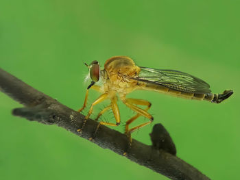 Close-up of insect on leaf