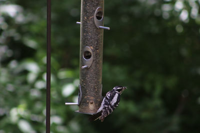 Close-up of bird flying