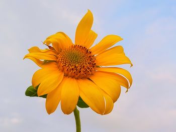 Low angle view of yellow flower against sky