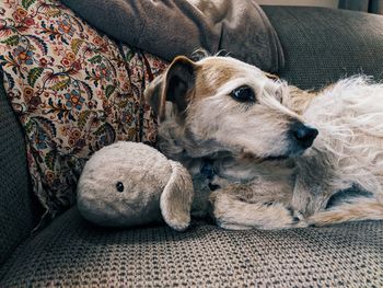 Dog lying on sofa at home