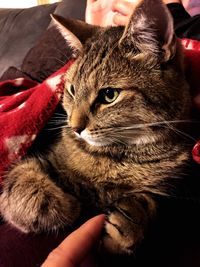 Close-up of man holding cat