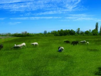 Sheep grazing in a field
