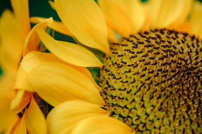 Close-up of yellow flowering plant